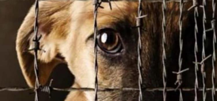 Maltratar animales saldrá caro