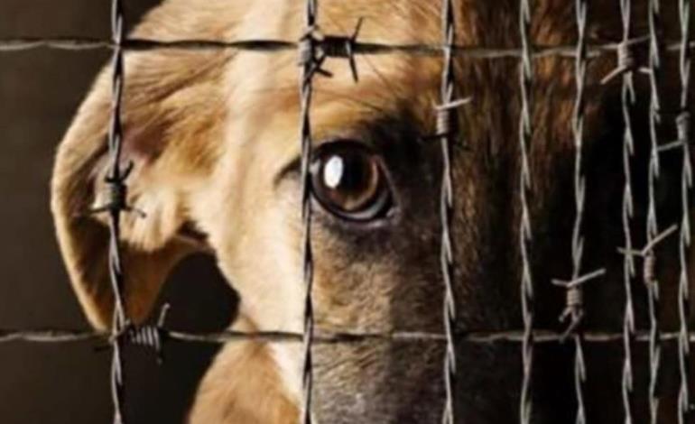 Maltratar animales saldrá caro