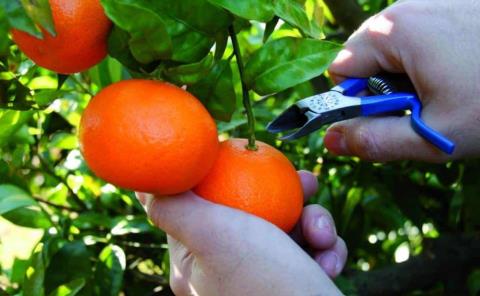 Habrá buena cosecha de mandarinas para Xantolo
