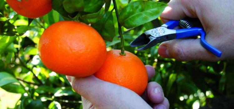 Habrá buena cosecha de mandarinas para Xantolo