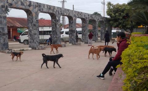 Perros callejeros siguen siendo un problema latente