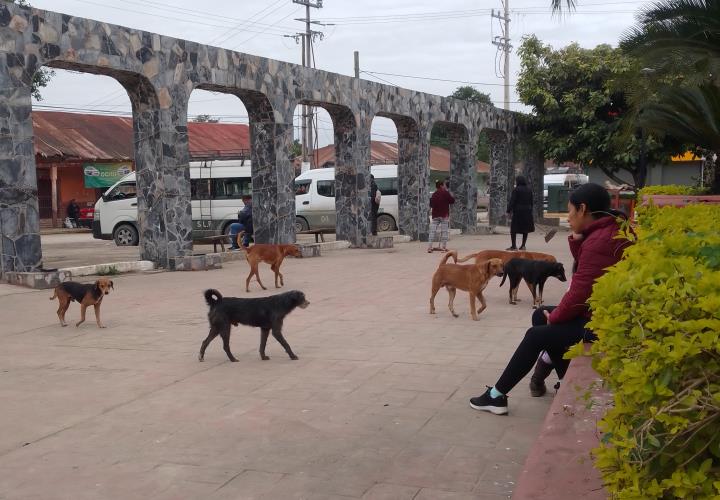 Perros callejeros siguen siendo un problema latente