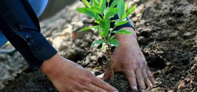 PVEM impulsa jornada ecológica en San Jerónimo