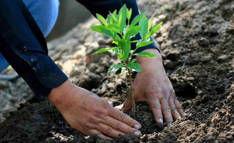 PVEM impulsa jornada ecológica en San Jerónimo PVEM impulsa jornada ecológica en San Jerónimo