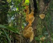 Hongos son vitales en los ecosistemas