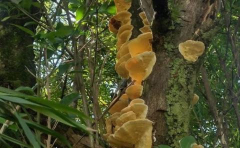 Hongos son vitales en los ecosistemas
