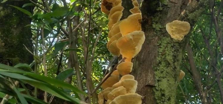 Hongos son vitales en los ecosistemas