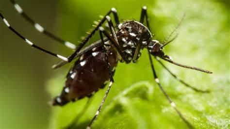 Cambio de temperatura comienza a reducir población de mosquitos
