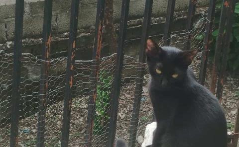 Llaman a sancionar a quien sacrifique animales