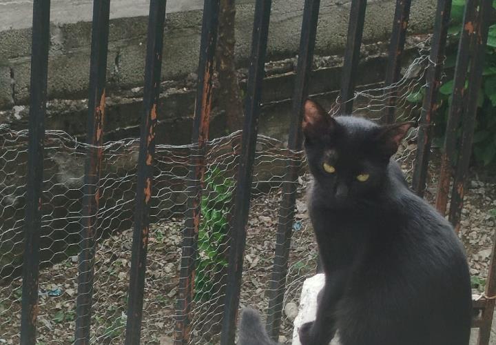Llaman a sancionar a quien sacrifique animales
