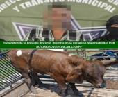 Detuvo la municipal a presunto abigeo                                  