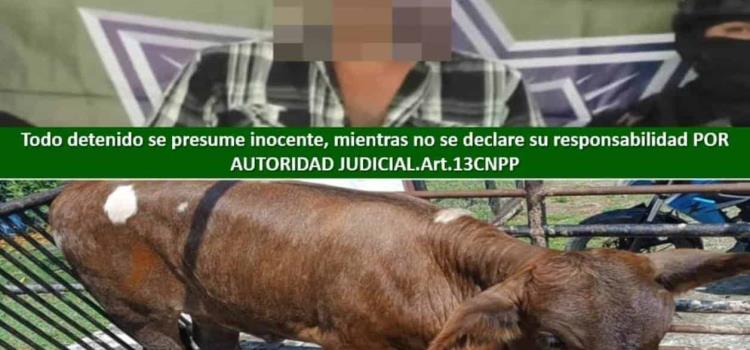 Detuvo la municipal a presunto abigeo Detuvo la municipal a presunto abigeo