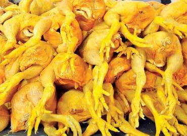 Cierran puertas al pollo "gringo"         