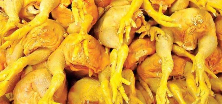 Cierran puertas al pollo "gringo" Cierran puertas al pollo "gringo"