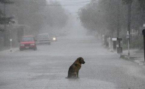 Llaman a proteger a mascotas por fuertes tormentas 
