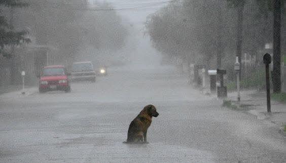 Llaman a proteger a mascotas por fuertes tormentas 