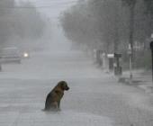Llaman a proteger a mascotas por fuertes tormentas
