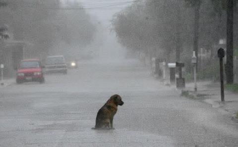 Llaman a proteger a mascotas por fuertes tormentas
