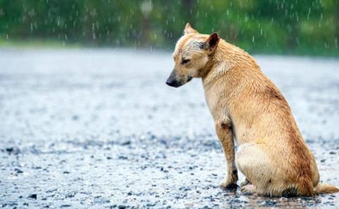 Perros callejeros, los más afectados por las lluvias