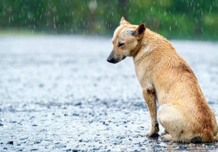 Perros callejeros, los más afectados por las lluvias