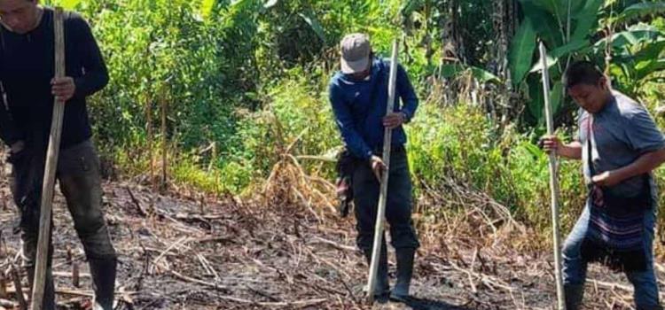 El alma del maíz sigue viva en la Huasteca El alma del maíz sigue viva en la Huasteca