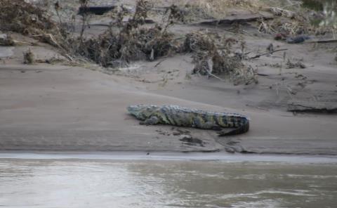 Avistan peligroso reptil en el río Moctezuma