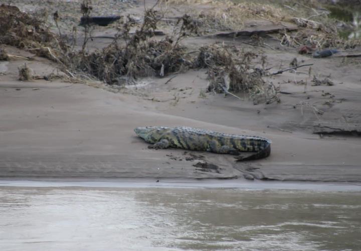 Avistan peligroso reptil en el río Moctezuma