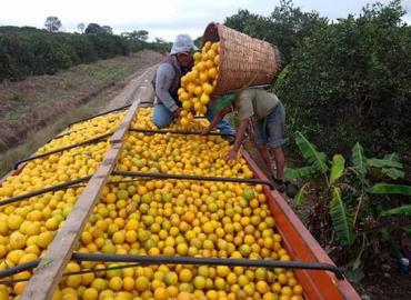 Prevén aumento al precio de la naranja para enero