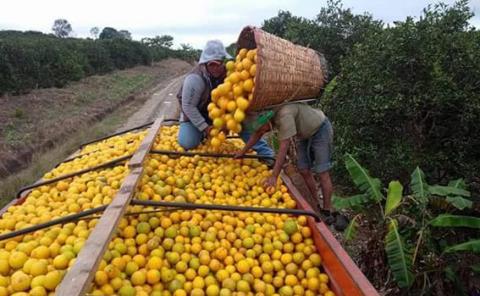 Prevén aumento al precio de la naranja para enero
