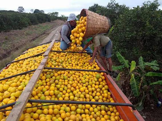 Prevén aumento al precio de la naranja para enero