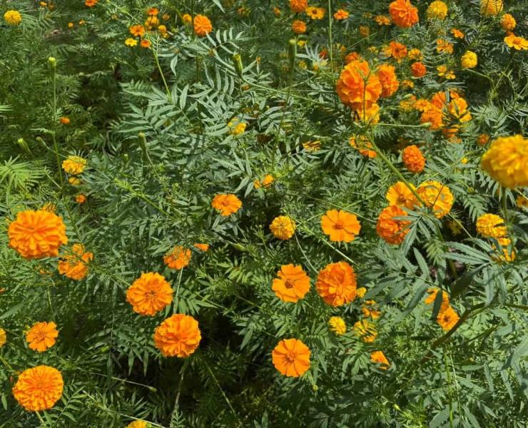 Florecen campos de cempasúchil