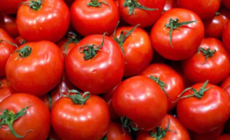 Bajó producción de tomate en RV