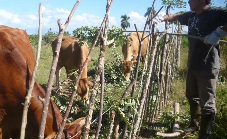 Imparables los roba-vacas