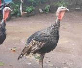 Se dispara precio del guajolote por Xantolo