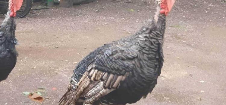 Se dispara precio del guajolote por Xantolo Se dispara precio del guajolote por Xantolo