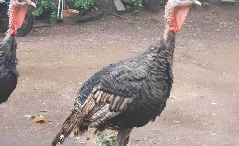 Se dispara precio del guajolote por Xantolo Se dispara precio del guajolote por Xantolo