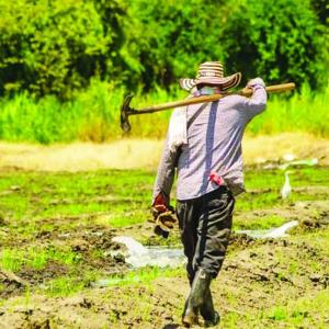 Acaba el maíz en la Huasteca Acaba el maíz en la Huasteca