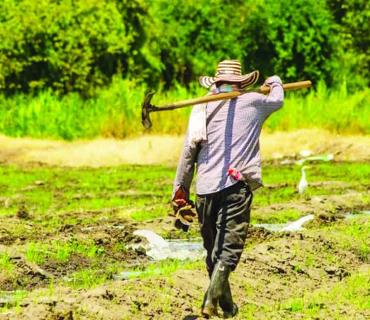 Acaba el maíz en la Huasteca Acaba el maíz en la Huasteca