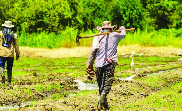 Acaba el maíz en la Huasteca Acaba el maíz en la Huasteca