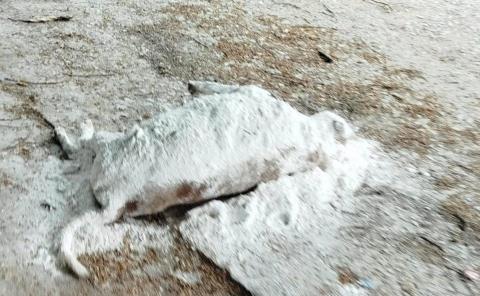 Aparecieron varias mascotas muertas
 Aparecieron varias mascotas muertas