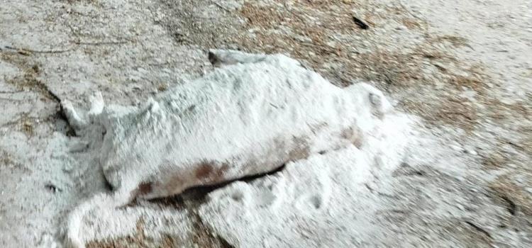 Aparecieron varias mascotas muertas Aparecieron varias mascotas muertas