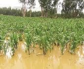 Más de 7 mil hectáreas de cultivos afectadas       