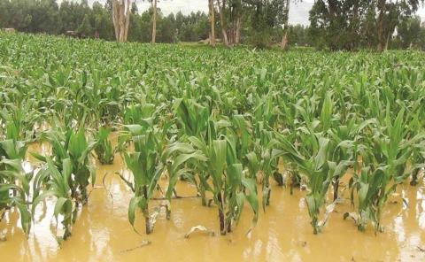 Más de 7 mil hectáreas de cultivos afectadas       
 Más de 7 mil hectáreas de cultivos afectadas