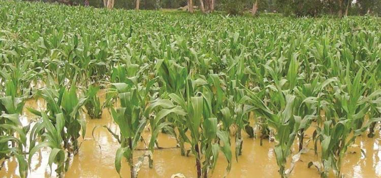 Más de 7 mil hectáreas de cultivos afectadas        Más de 7 mil hectáreas de cultivos afectadas